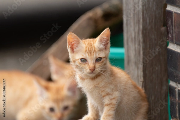 Fototapeta 可愛い子猫　茶トラ