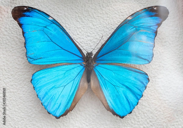 Fototapeta Collection of herbarium butterflies on a white background in frame.