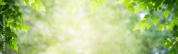 Fototapeta Concept nature view of green leaf on blurred greenery background in garden and sunlight with copy space using as background natural green plants landscape, ecology, fresh wallpaper concept.