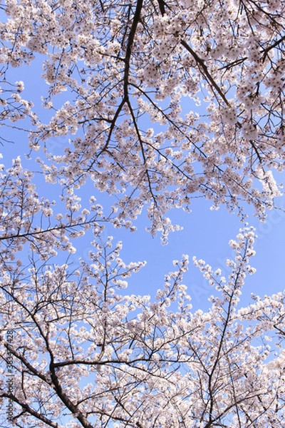 Fototapeta サクラと青空