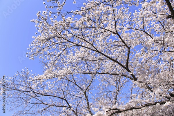 Fototapeta サクラと青空