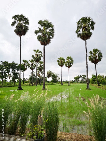 Fototapeta Tall sugar palm in the field in a cloudy day