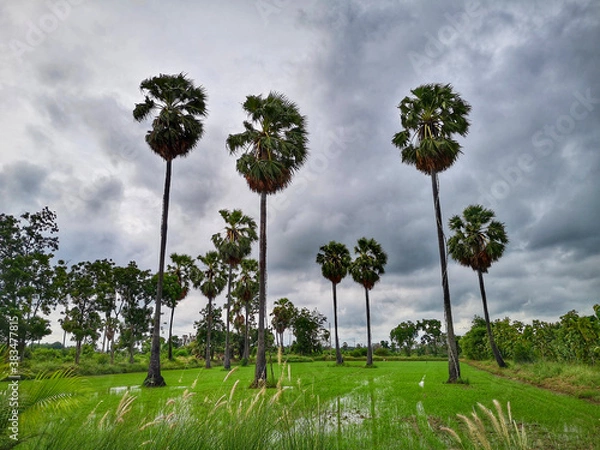 Fototapeta Tall sugar palm in the field of a cloudy day