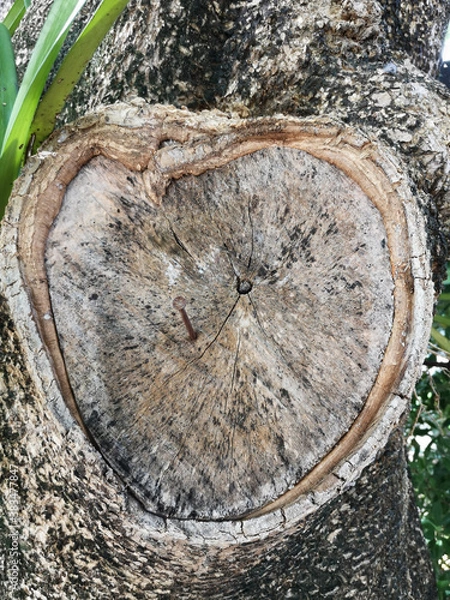Fototapeta Heart-shaped tree with nails in it