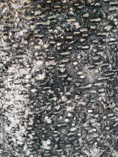 Fototapeta The natural pattern of the tree surface is a texture background