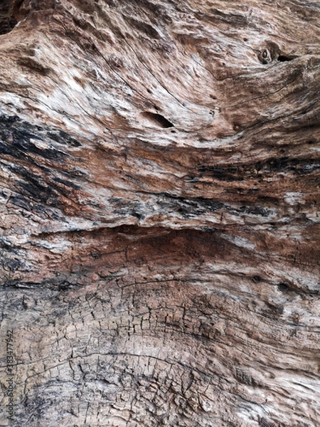 Fototapeta The natural pattern of the tree is a texture background.