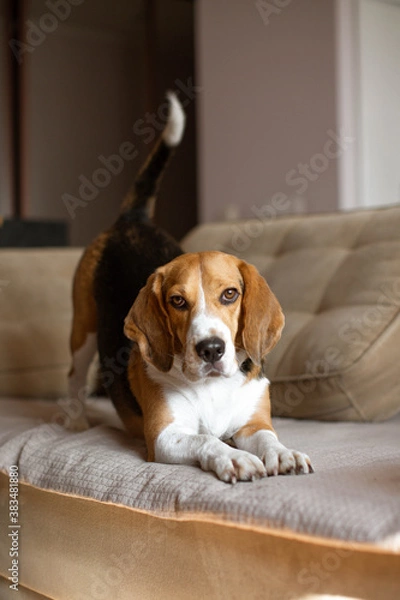 Obraz Beautiful beagle dog is resting on the sofa at home. Warm sunlight in the house. Dog doing exercises