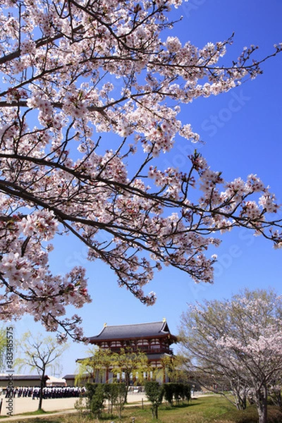 Fototapeta 奈良、平城京朱雀門と桜