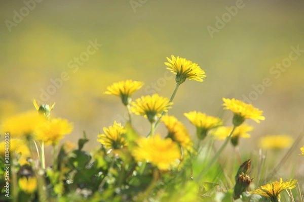 Fototapeta 奈良、平城京跡のタンポポ
