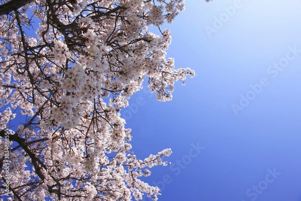 Fototapeta 奈良、平城京の桜