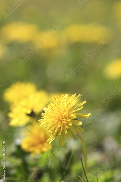 Fototapeta タンポポ