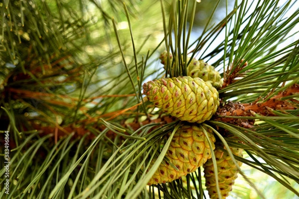 Fototapeta 木に実る松ぼっくり