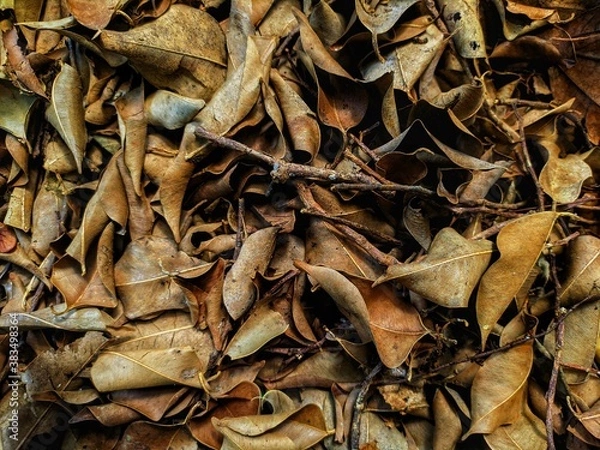 Obraz leaves background