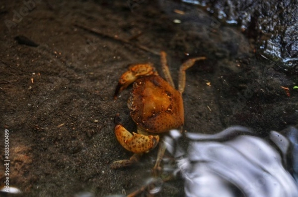 Obraz ants on the ground