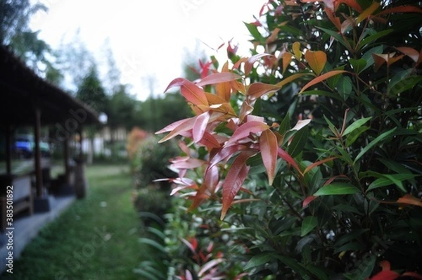 Fototapeta flowers in the garden