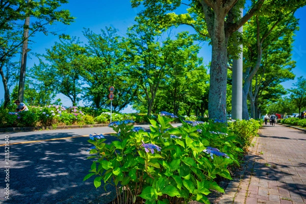 Fototapeta 高塔山公園のアジサイ