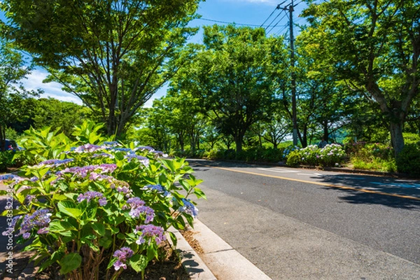 Fototapeta 高塔山公園に咲くアジサイ