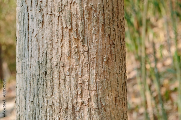 Fototapeta Teak tree in the forest with blurred background