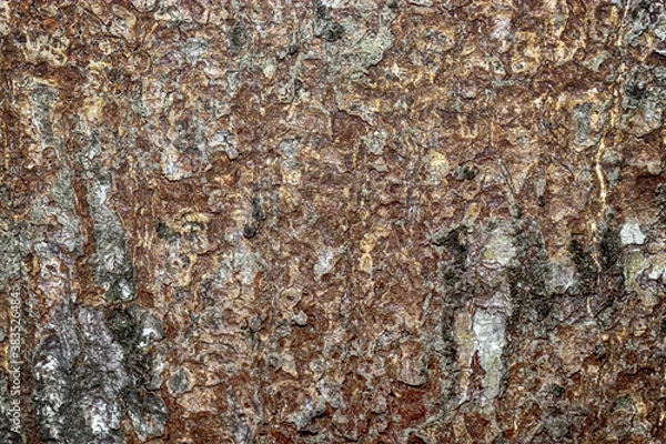 Obraz abstract texture of old mango tree bark