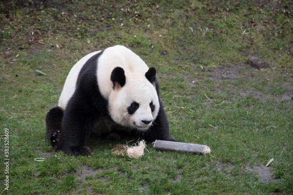 Fototapeta giant panda