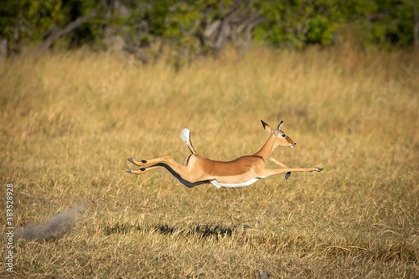 Obraz Adult female impala running in Moremi Okavango Delta in Botswana