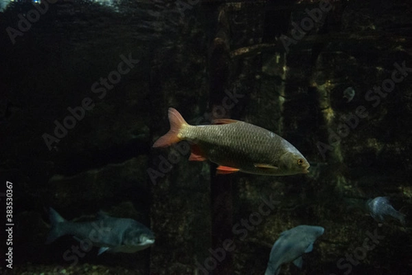 Fototapeta fish in aquarium