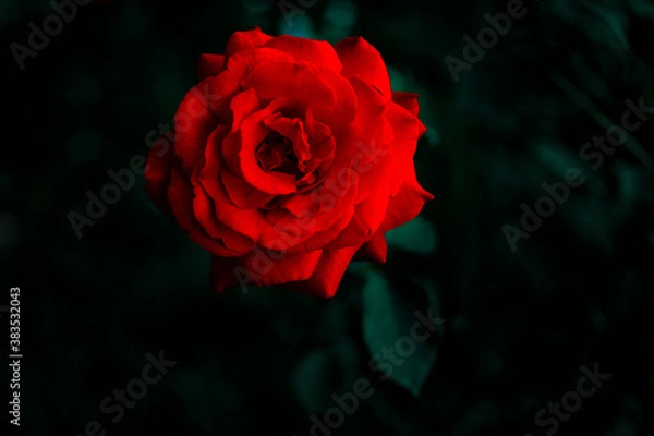 Fototapeta single red rose