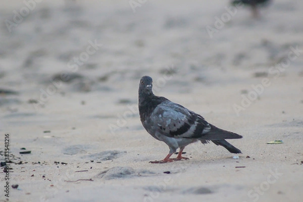 Obraz passaro praia e areia