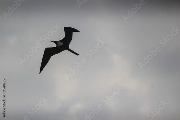 Fototapeta Pássaro voando