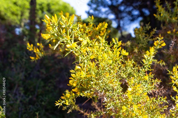 Fototapeta Ulex australis Clemente, commonly named Thorny bush of gorse in bloom. Perennial, branched, very thorny and impenetrable shrub.