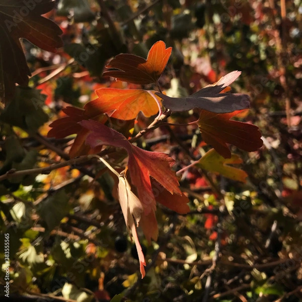 Obraz butterfly in autumn