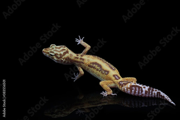 Fototapeta Baby Leopard Gecko on black background