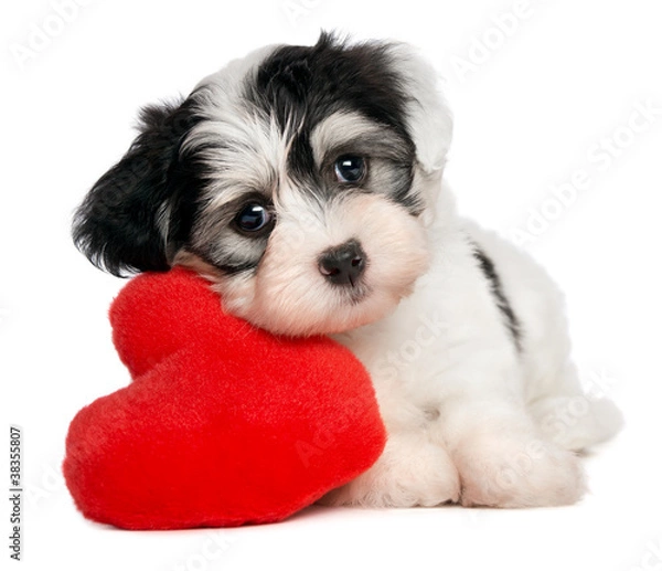 Fototapeta Kochanek Walentynki Havanese Puppy z czerwonym sercem