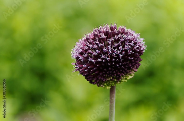 Obraz Nahaufnahme einer Distel