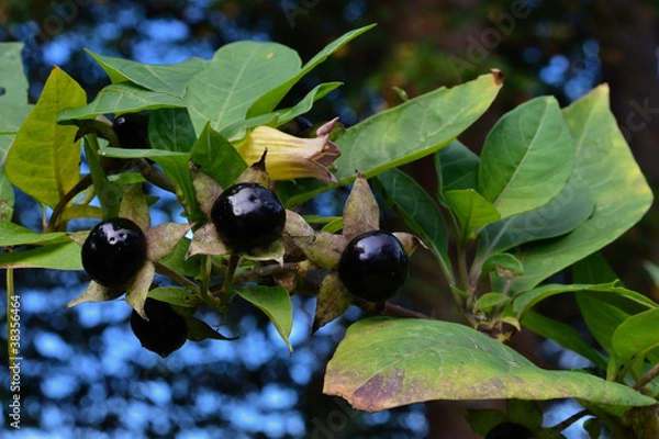 Fototapeta Tollkirsche