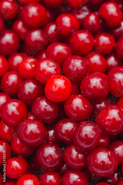 Fototapeta red cherry background