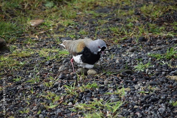Fototapeta aves nido