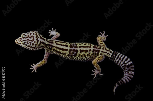 Fototapeta Iranian eublefar