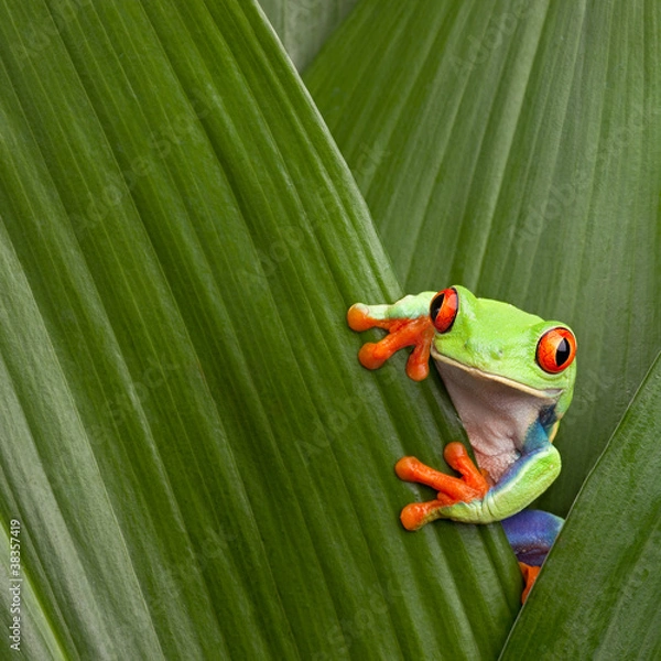Obraz Red Eyed Tree Frog