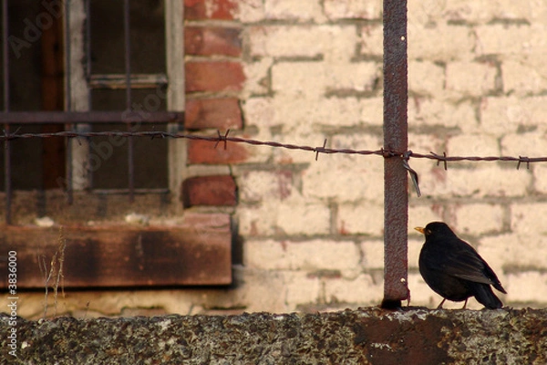 Obraz Amsel am Stacheldraht