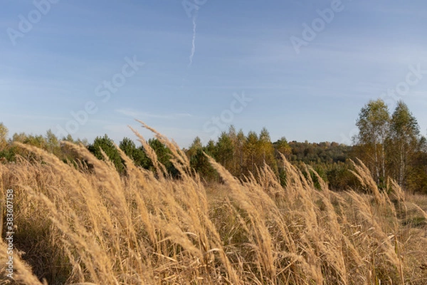 Obraz трава и небо