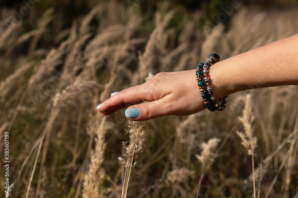 Obraz hand with wheat