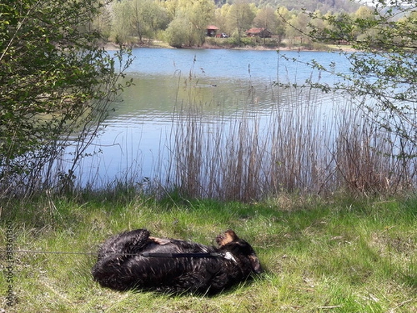 Obraz Landschaft mit Hund 
