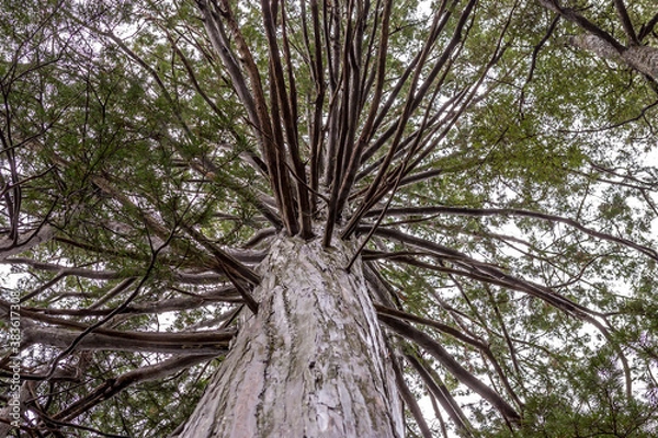 Fototapeta branches of the tree in the forest