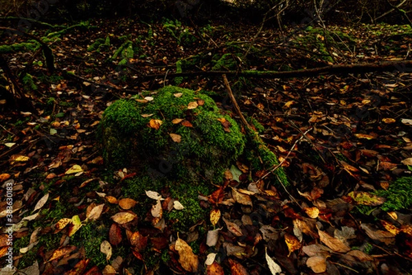 Obraz winter is soon here