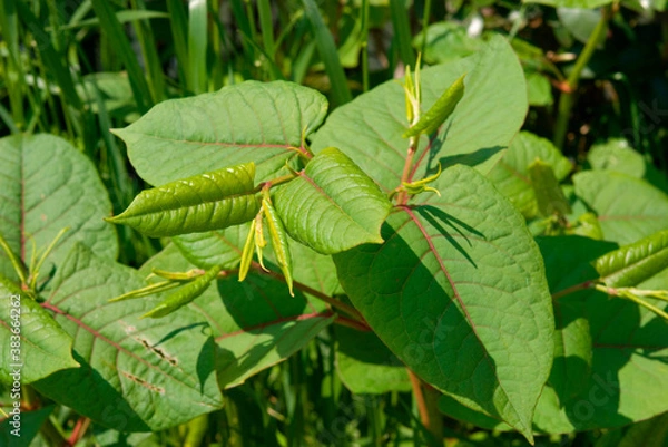 Obraz 見沼田圃の野草・イタドリ