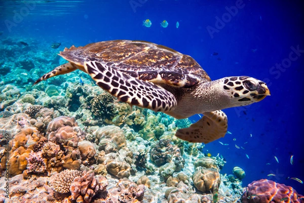 Fototapeta Hawksbill Turtle - Eretmochelys imbricata