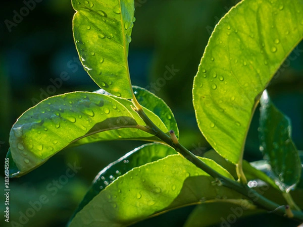 Fototapeta Illuminated lemon tree leaves after rain