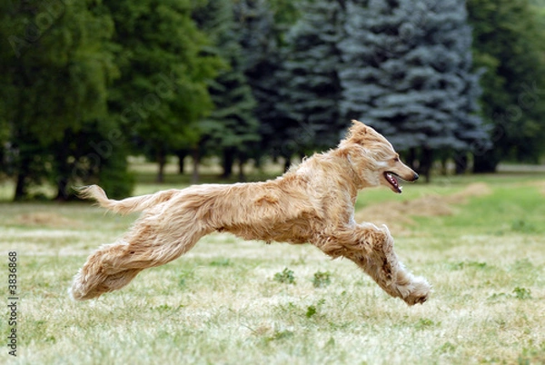 Obraz Pure breed afghan hound runing