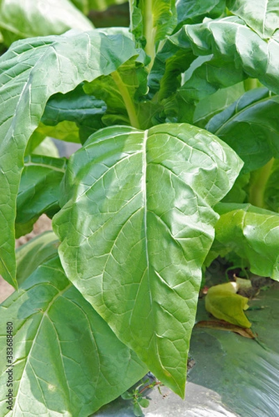 Fototapeta 遠野・葉タバコ栽培の畑